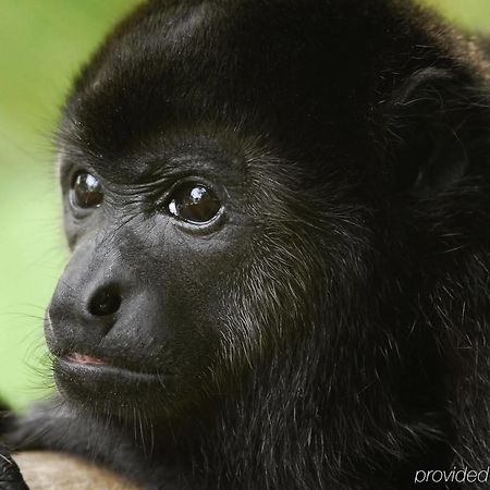 Machaca Hill Rainforest Canopy Lodge ปุนตากอร์ดา ภายนอก รูปภาพ